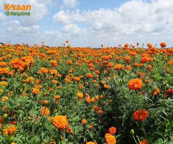 बाजार में फूलों की मांग गेंदा की खेती किसानों के लिए काफी फायदे का सौदा आइये जानते है इसकी उन्नत खेती के बारे में